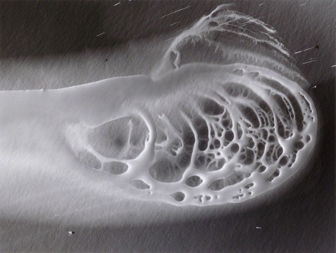 Ben Nixon  Upside Down, 2017, small horizontal photogram with a wave like composition