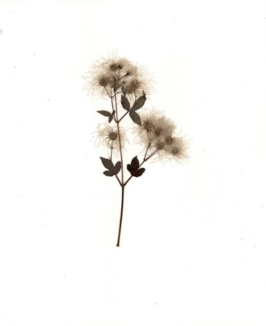 Pressed Flower, 2015, a pressed, dry flower attached to paper and framed