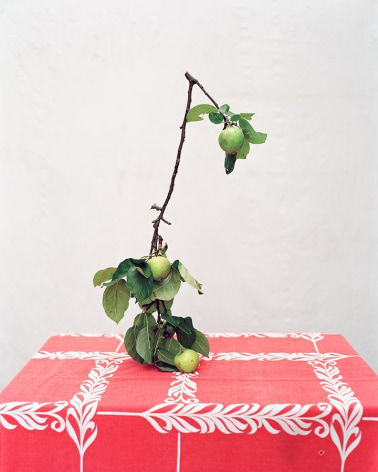 James Henkel, Apple Branch From the Botanicals, 2013, 20 x 16 inches, Edition 3/5: Color photograph of an apple branch on a table with cloth