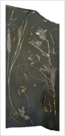 Irregular shaped paper that is a very dark green. There's flora spread throughout the composition with delicate wispy lines and a small moth.