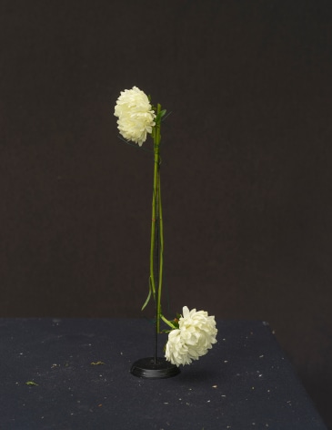 Still life photograph of flowers