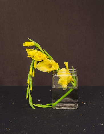 Still life photograph of flowers