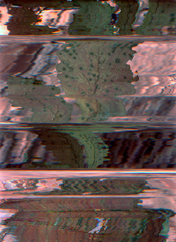 Photograph of digital scan from the forest floor