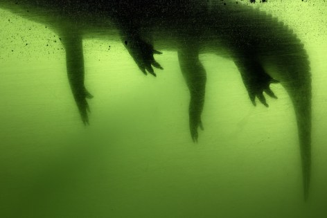 Gator, 2017, from the series Flood Zone  Archival pigment print  32 x 40 inches  Edition of 5, image of a pool of green with the shadow of an alligator floating at the top left corner