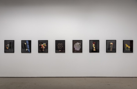 Installation view of floral still life photographs