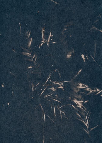 Dawn Roe  Withering Twigs and Needles 1, from the series Conditions for an Unfinished Work of Mourning: Wretched Yew, 2018  Toned Cyanotype  7h x 5w in, Photography, Contemporary Art