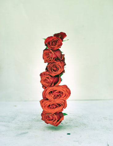 James Henkel  Float From the Series Botanicals, 2021  30h x 24w in 76.20h x 60.96w cm  Edition 3  JHe_069 7 roses stacked on top of each other