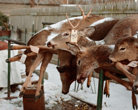 Tema Stauffer  Deer Carcasses, Stockport, New York, 2016, 2016  Archival Pigment Print  24h x 30w in, Edition of 8  30h x 36w, Edition of 8  42h x 50.5w, Edition of 3   TS_025