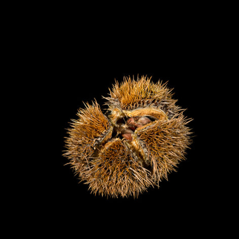 Gesche W&uuml;rfel  Chestnut (Mordecai Plantation), 2016  Archival Pigment Print  8h x 8w in 20.32h x 20.32w cm  Edition of 5, Photograph, Brown chestnut on black background
