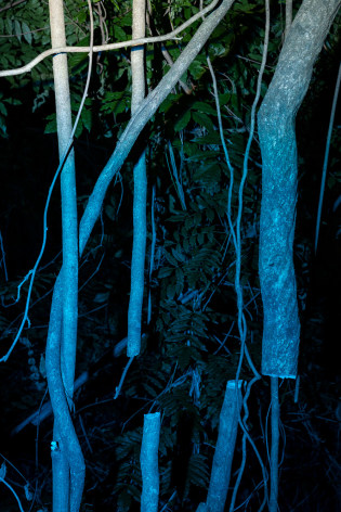 Untitled #8, 2020  Archival pigment print  24 x 16 inches  Edition of 5, night time image of tree trunk, vertical orientation, blue lights