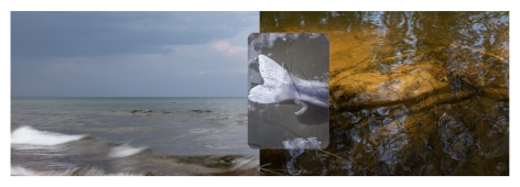 Three overlapping images in the picture plane. The image on the right is a seascape of the ocean with a dark sky. The left images is a murky river or creek. Overlapping both landscapes is the tail of a fish that connects to the murky water.