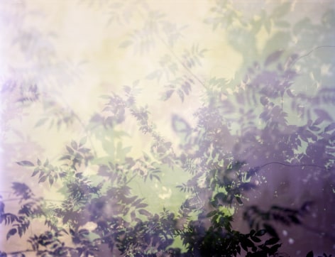 Multiple exposure color photograph of Wysteria by Bryan Graf