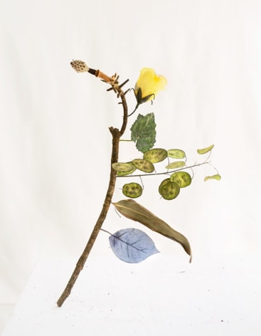 Photograph of flowers, leaves, and branch by James Henkel
