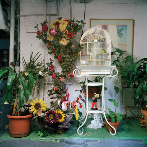 Untitled #57 (cage), 2013  from the series Basement Sanctuaries Archival pigment print  16 x 16 inches  Edition of 5, interior of a basement with plastic plants, potted plants, a white bird cage on a stand and green floor