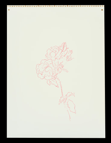 rosesmorninggloriesred