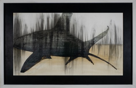 oceanicwhitetippedshark