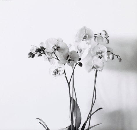 Pere Santilari Perarnau    Flowers I (Orchids I), 2010    Graphite pencil on Scholler cardboard 16 3/8 &times; 17&frac14; inches