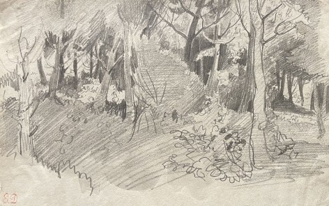 Study of a forest, &nbsp;