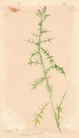 Common Thistle, 1848    Watercolor and collage on paper&nbsp;&nbsp;&nbsp; 7 1/4 x 4 3/8 inches Titled and dated 3 ao&ucirc;t 48