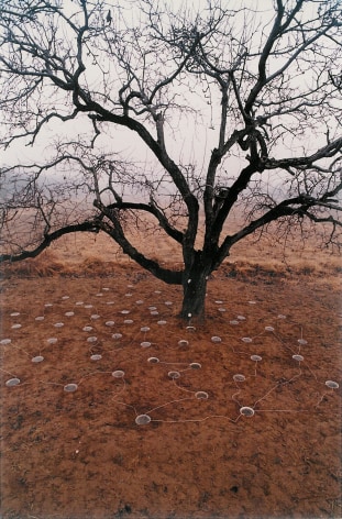 Pear Tree&nbsp;离树1994Color photograph&nbsp;摄影47 1/4 x 70 7/8 in (120 x 180 cm)Edition of 12 (12版)