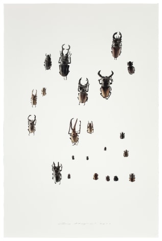 Guo Hongwei&nbsp;, Insect No. 3 虫3