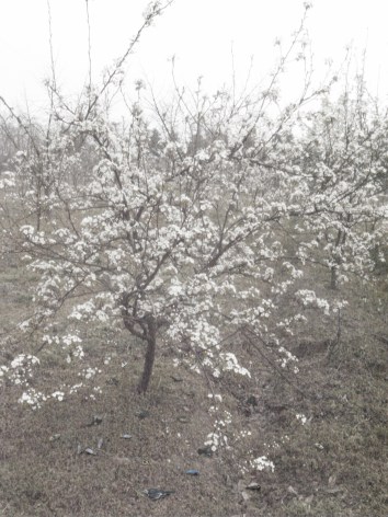 Blossoming Pear Tree - Sadness 一树梨花的伤春, 2012
