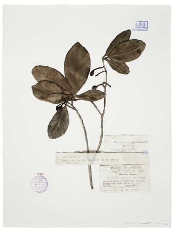 Guo Hongwei 郭鸿蔚, Plant No. 6
