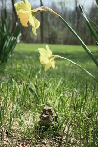 Daffodils, May 6, 2014, 2014