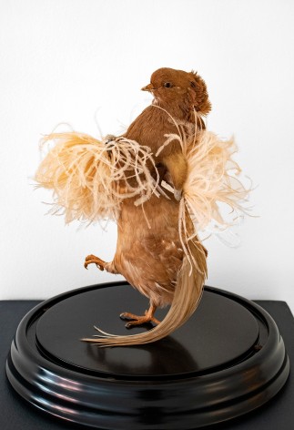 Birdlesque Feather Dancer II