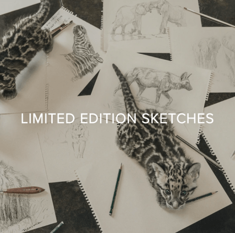 YOU GIVE BACK WHEN YOU COLLECT BANOVICH WILD ACCENTS - SHOP LIMITED EDITION SKETCHES