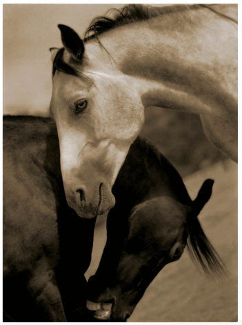 Horses #143, 2000  Inkjet print&nbsp;on 100% rag watercolor paper