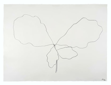 Oak, 1969 Graphite on paper