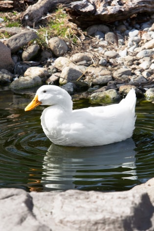 Roe Ethridge, White Duck, 2014