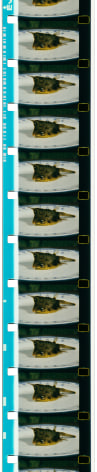 Jo&atilde;o Maria Gusm&atilde;o + Pedro PaivaCowfish, 201116mm film, colour, no sound00:02:25