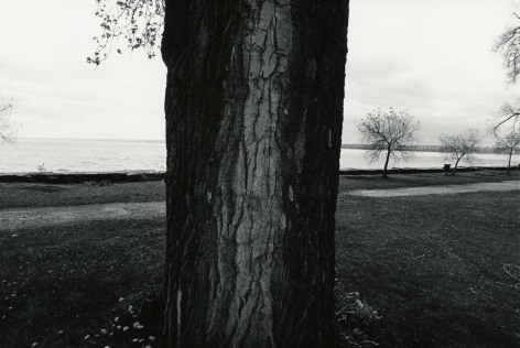 Tree, Seneca Lake, 1973