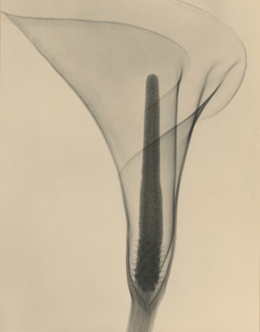Dr. Dain L Tasker, X-ray of a Lily