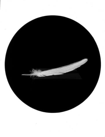 Feather, from the Paradise Series, 1993