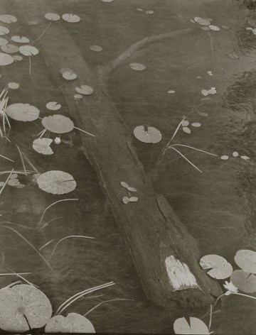 Wood and Water Lily, 1998