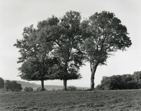 Wayne Gudmundson, Trees of Burgundy #13