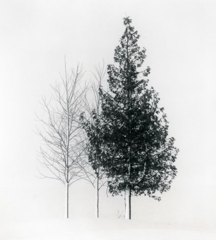 Tree Portrait, Study 4, Wakoto, Hokkaido, Japan, 2002