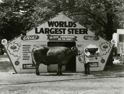 World&#039;s Largest Steer, Saratoga Springs, New York, 1974, vintage gelatin silver print