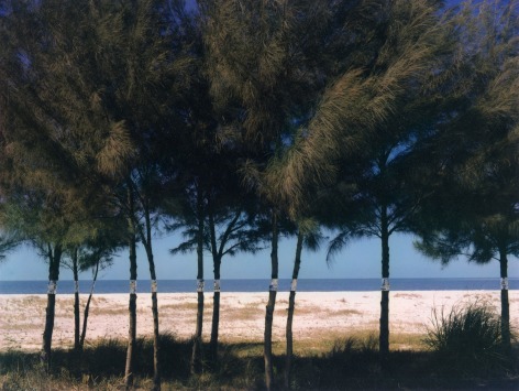 Australian Pines, Fort DeSoto, Florida, 1977