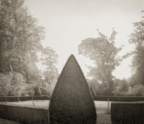Yew, Hinton Ampner, from the series In the Garden, 2003