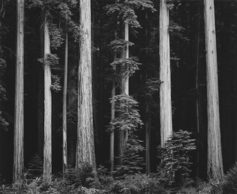 Northern California Coast Redwoods, 1960
