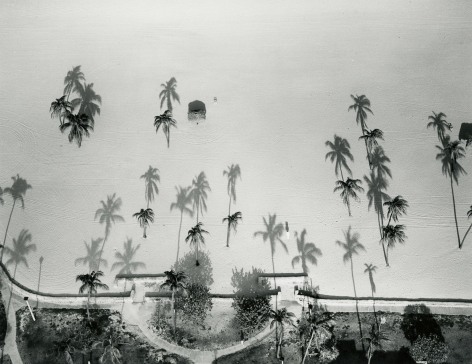 Palm Trees, Miami, FL, 1987
