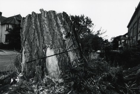 Cut Tree, Rochester, 1973