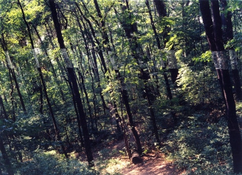 Slanting Forest, Lewiston, New York, 1975