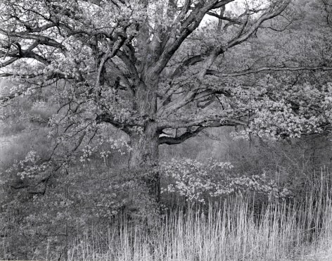 George Tice, Oak Tree, Holmdel, New Jersey