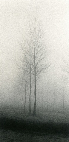Tree, Minster Lovell, Oxfordshire, England, 1983