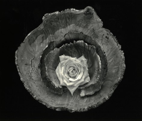 Rose Bowl, Cushing Maine, 2003, gelatin silver print